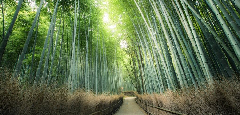 kyoto-02.jpg